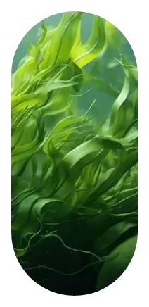 ingredient1-shampoo