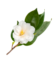 山茶花萃取物
